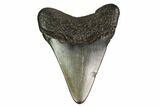 Juvenile Megalodon Tooth - Georgia #158809-1